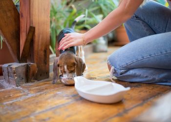 Ensure Your Fur Baby’s Happiness: Remember to Book Your Pet Sitter with Official-TrustedHousesitters