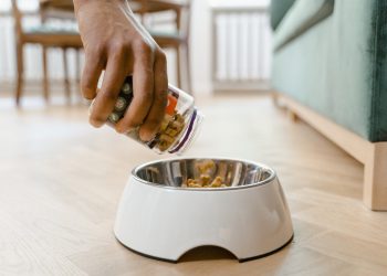 From Ordinary to Extraordinary: Elevate Your Dog’s Eating Experience with Official-Butternutbox
