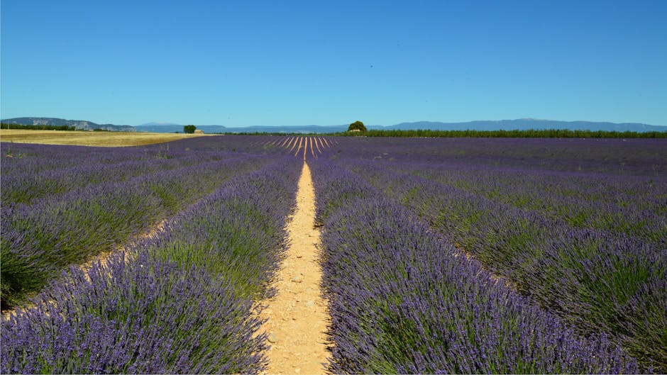 Jacquemus lavender field runway show Provence