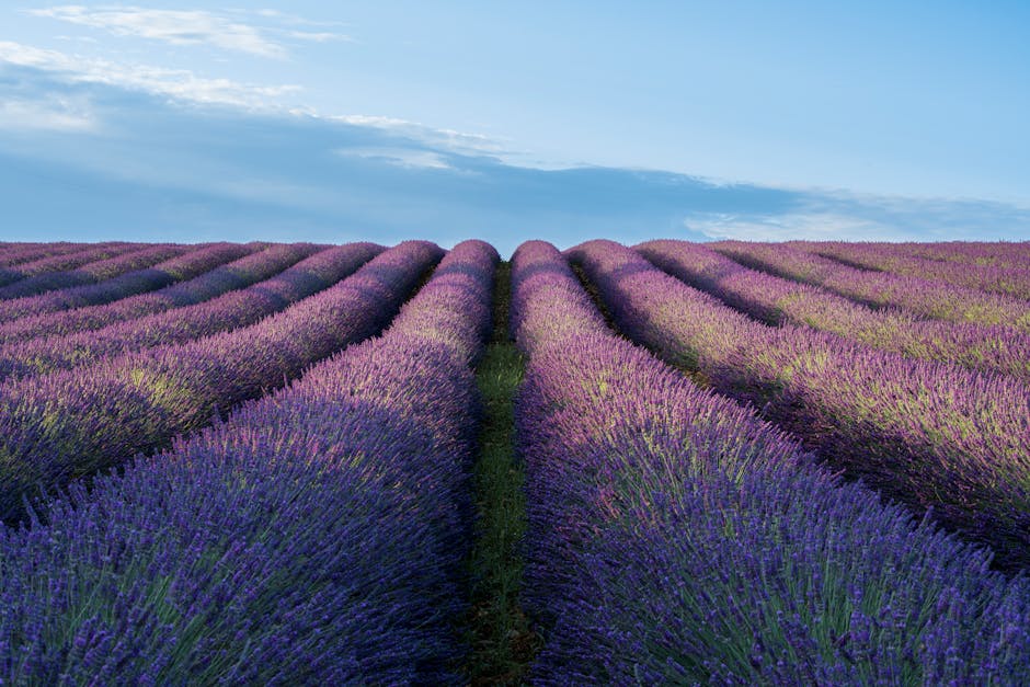 lavender fields Provence summer landscape
