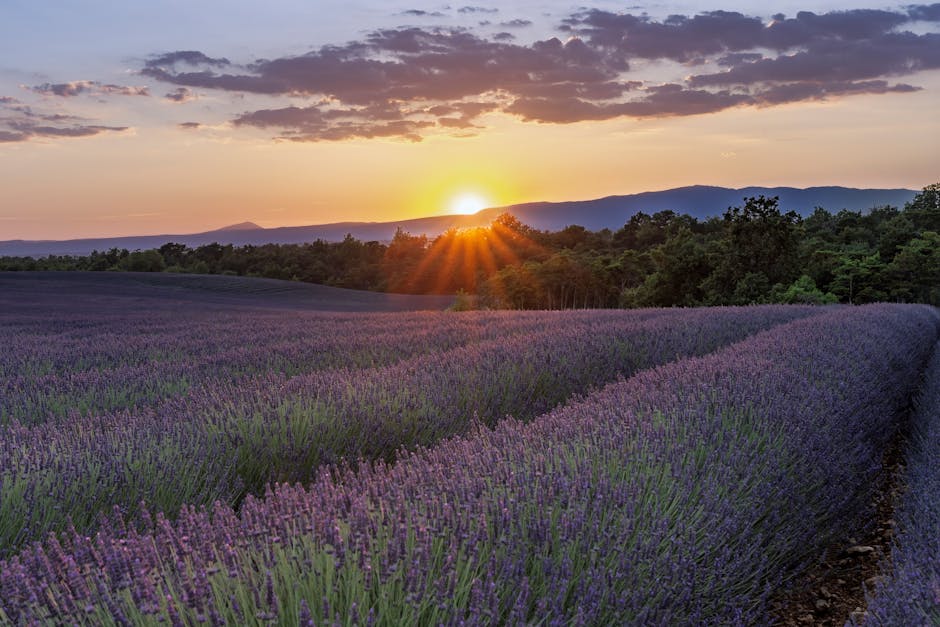 lavender fields Provence summer sunset
