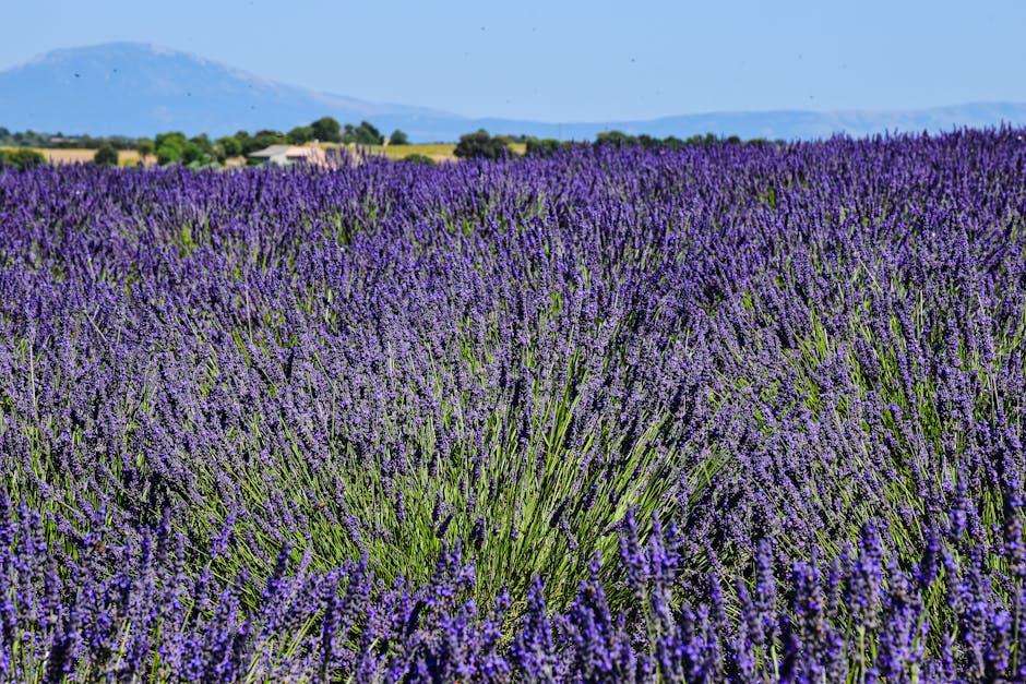 lavender fields Valensole plateau Provence summer